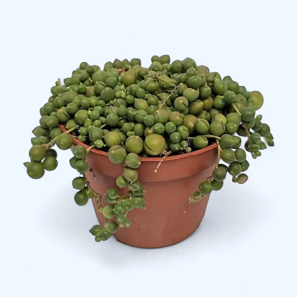 Senecio rowleyanus (sirag de perle)