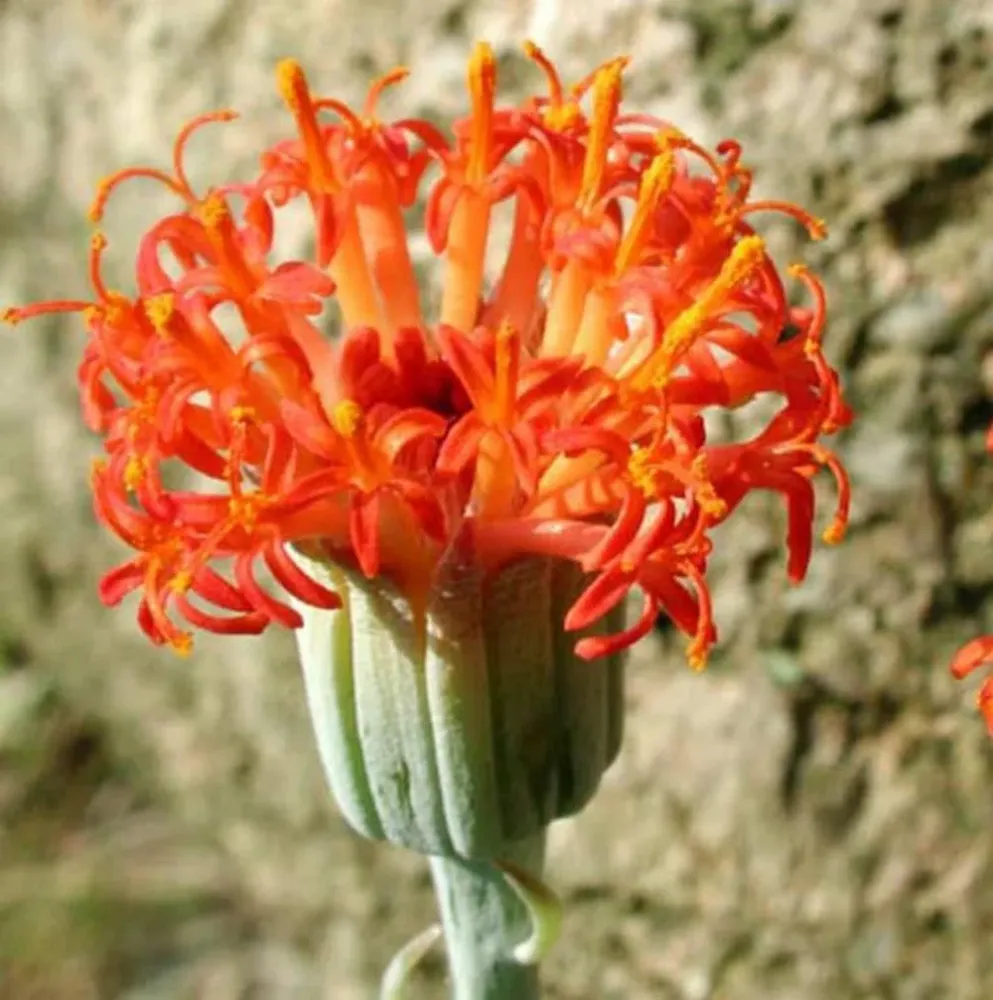 Senecio stapeliiformis (Pickle Plant)