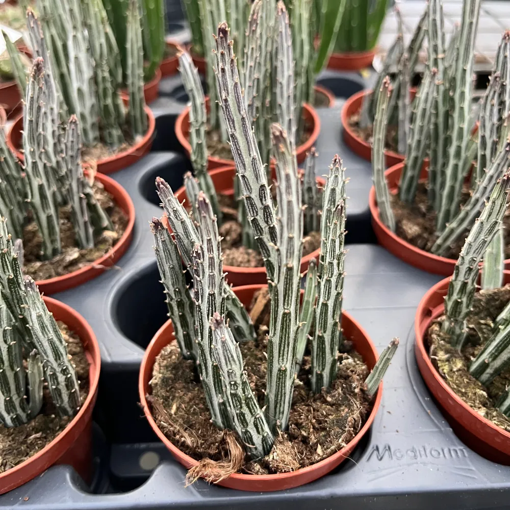 Senecio stapeliiformis (Pickle Plant)