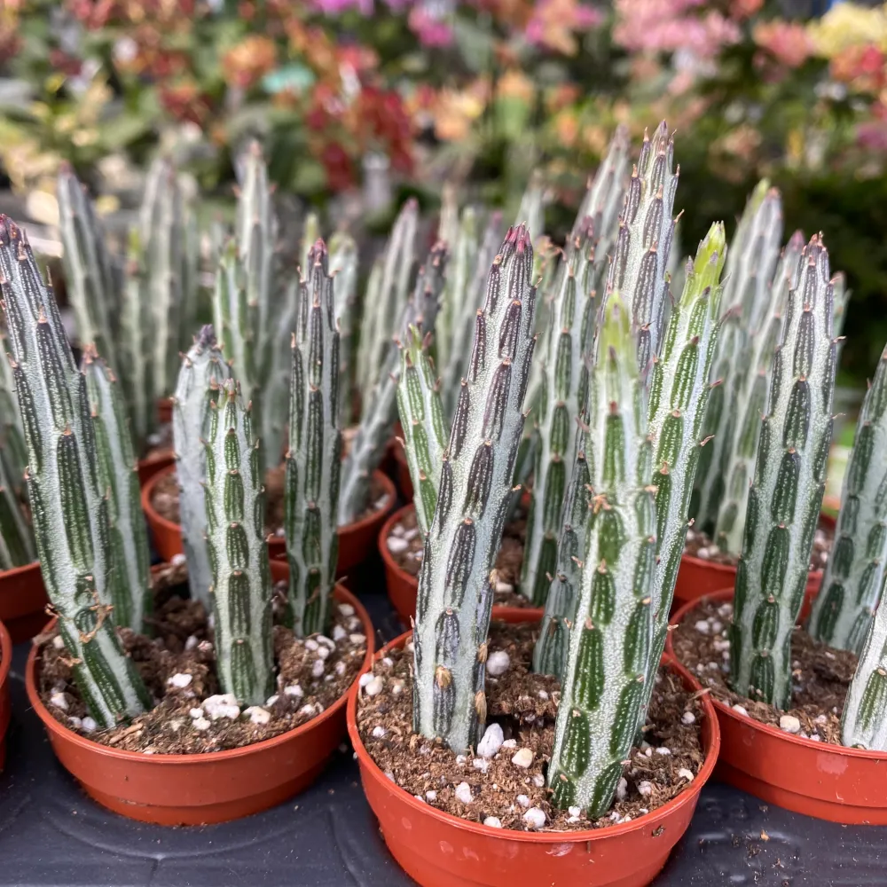 Senecio stapeliiformis (Pickle Plant) – planta suculenta sculpturala