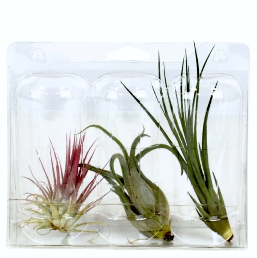 Set 3 Tillandsia diferite blister