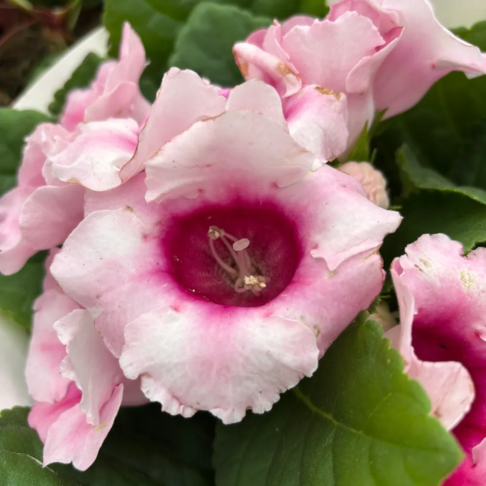 Sinningia 'Avanti Pink' (Gloxinia Sonata)