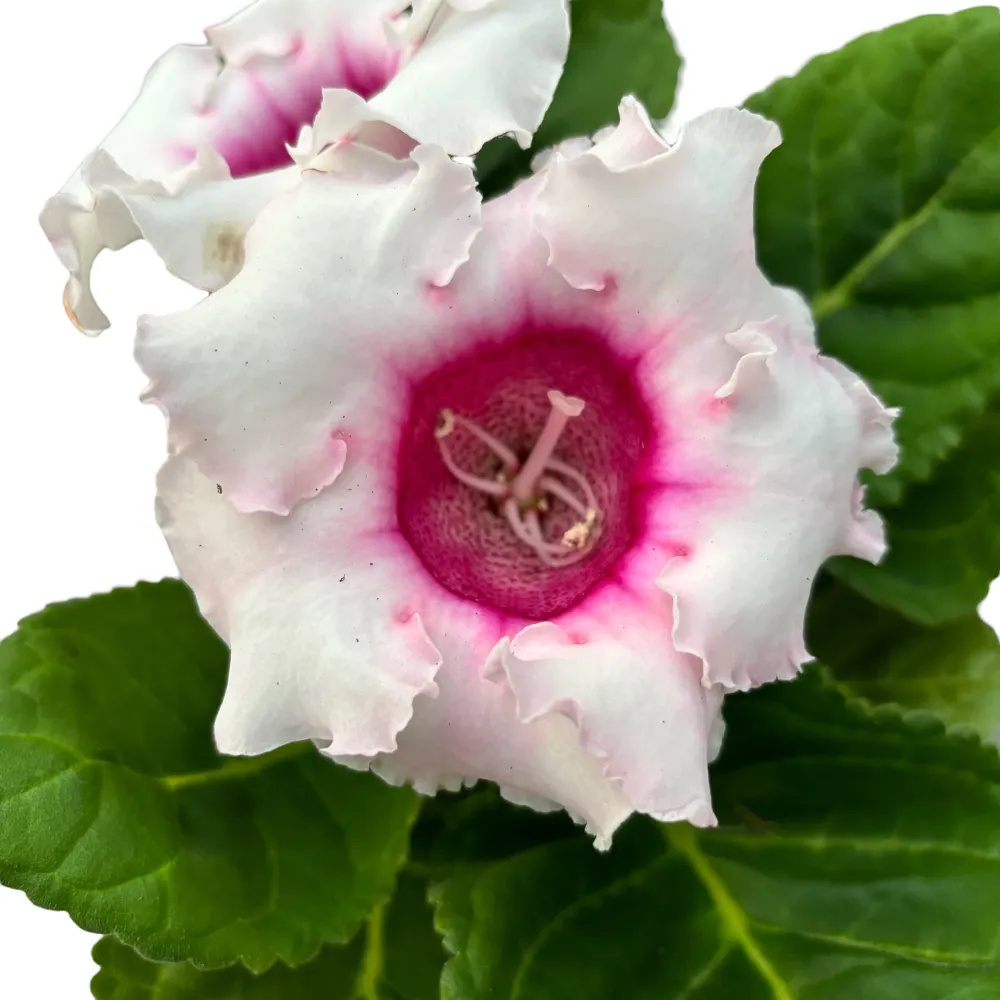 Sinningia 'Avanti Pink' (Gloxinia Sonata)