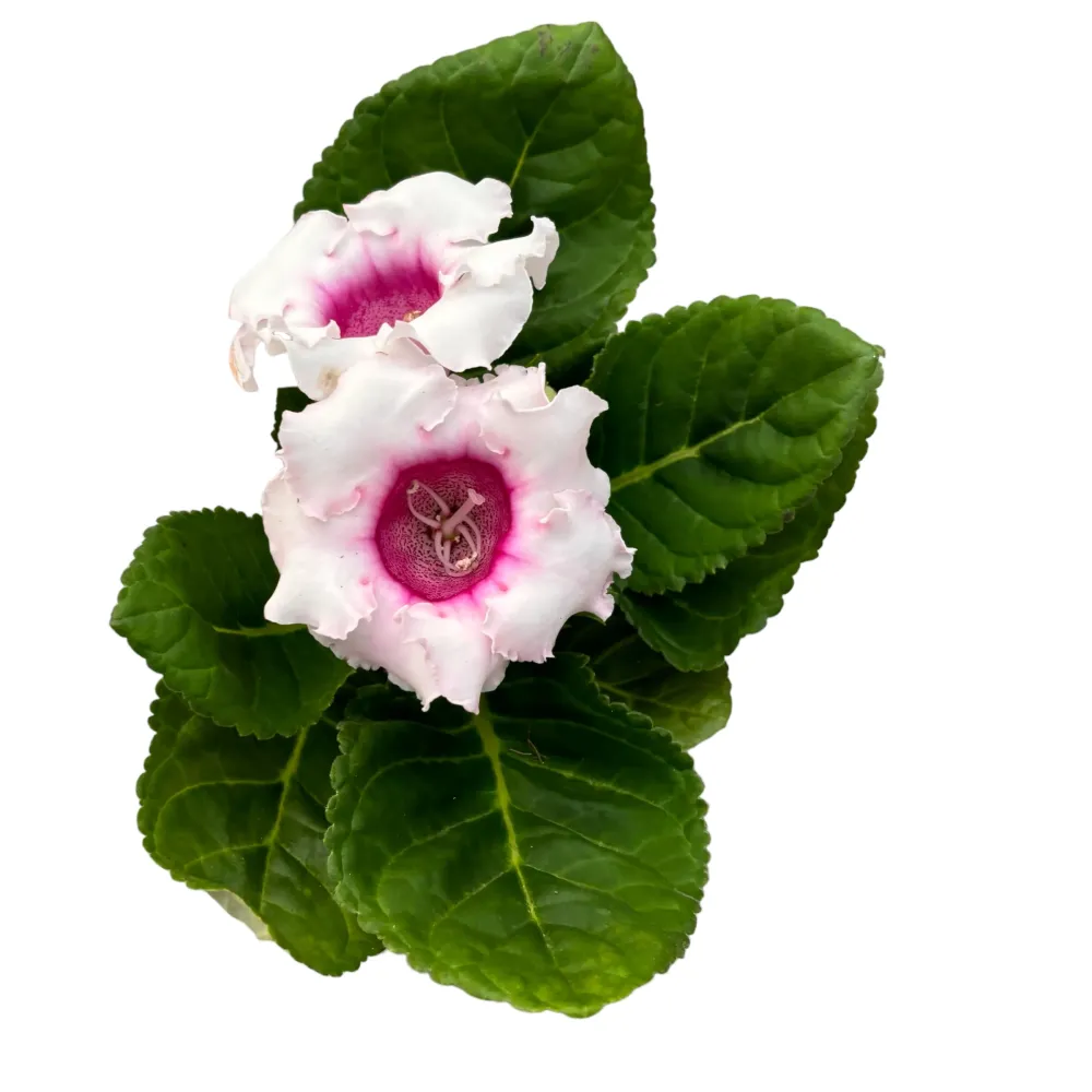 Sinningia 'Avanti Pink' (Gloxinia Sonata)