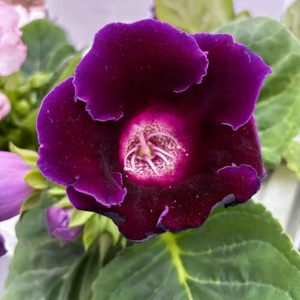 Sinningia ‘Brocade Avanti Blue’ (Gloxinia Sonata)