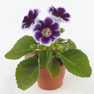 Sinningia ‘Brocade Avanti Blue - White’