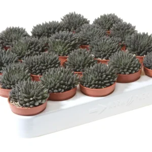 Sinocrassula yunnanensis (Chinese Jade) D5
