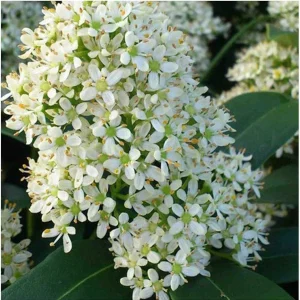 Skimmia Japonica 'Finchy' - Eleganta alba pentru decorul de iarna