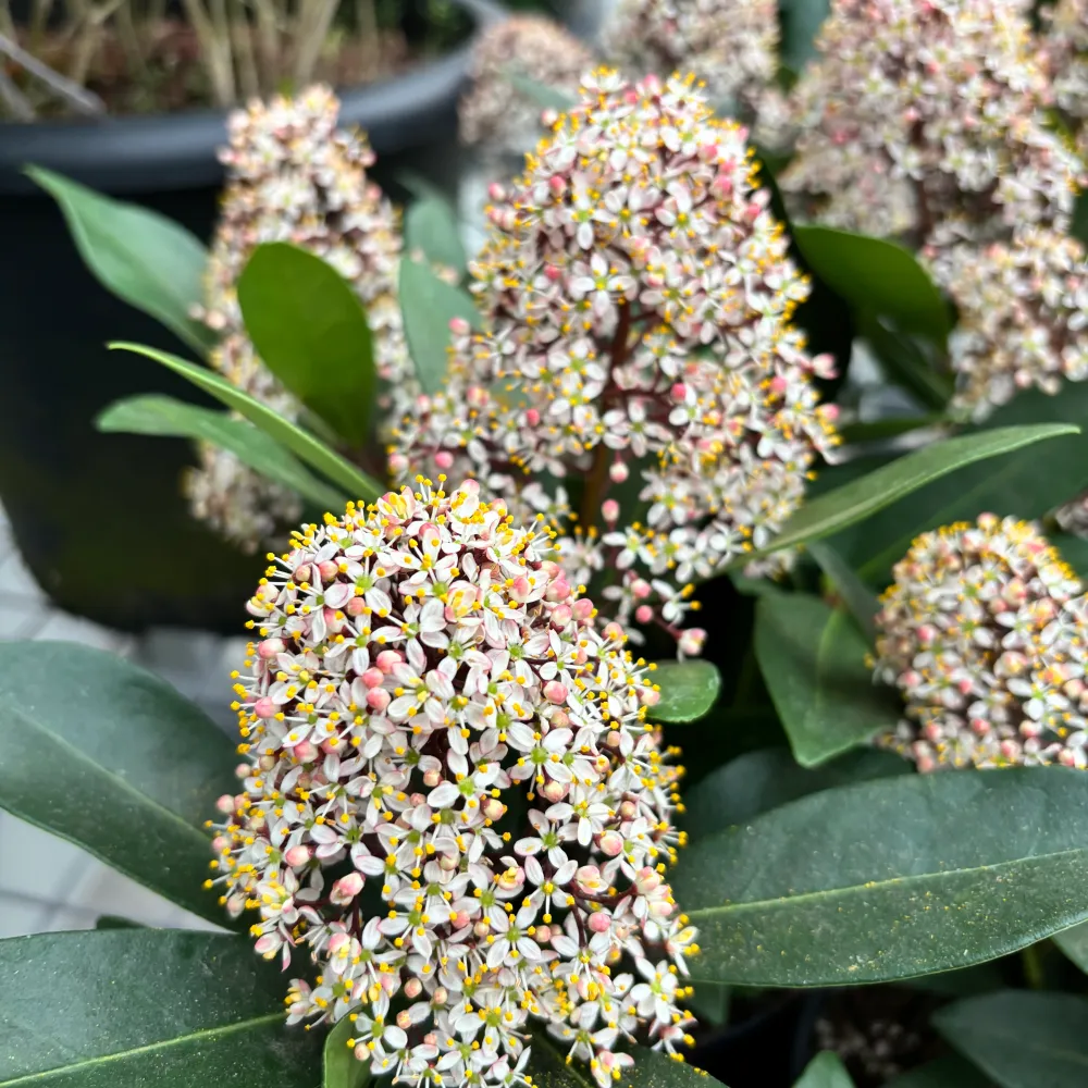 Skimmia japonica ‘Rubella’ (Liliacul japonez) – arbust compact, verde tot anul