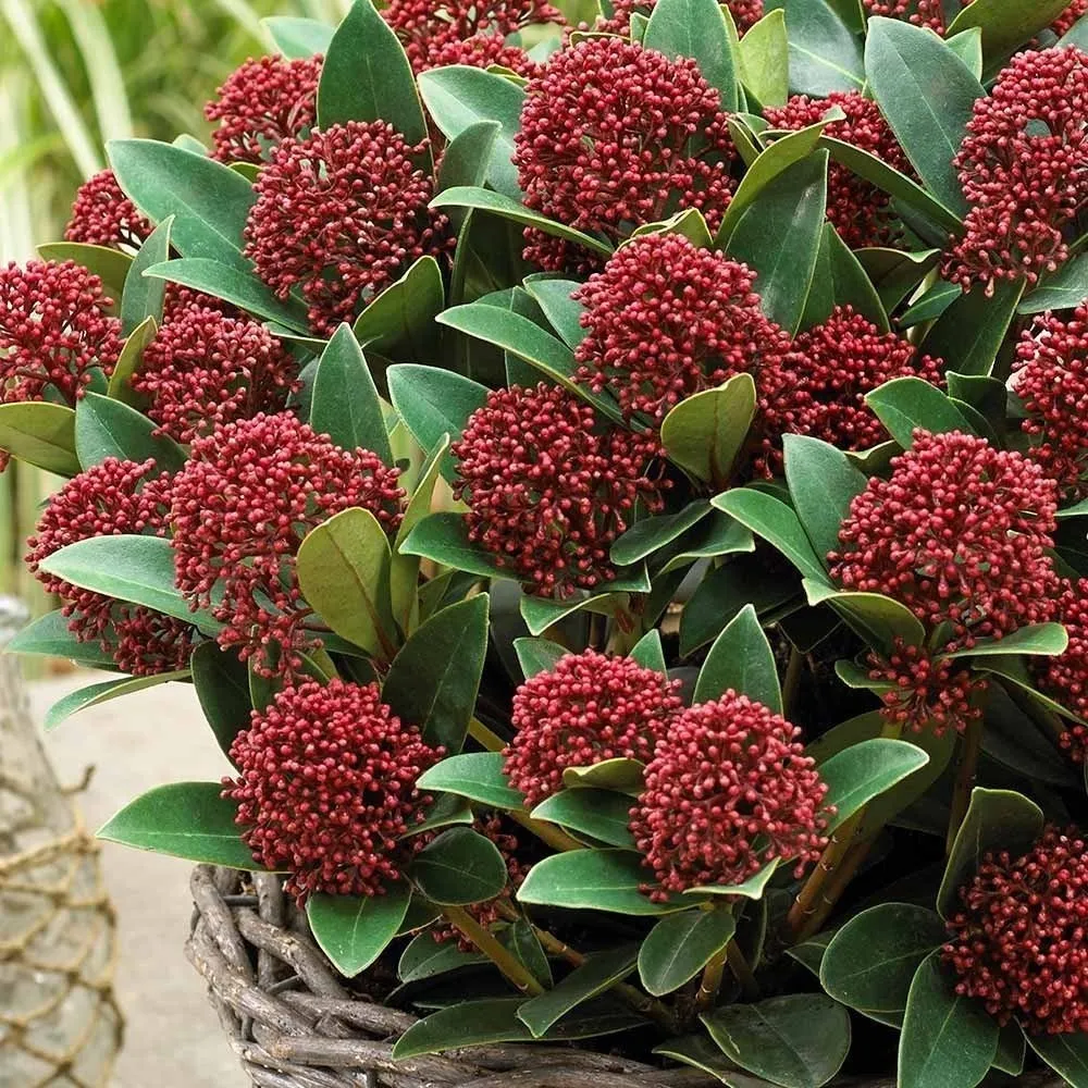 Skimmia japonica ‘Rubella’ (Liliacul japonez) – arbust compact, verde tot anul