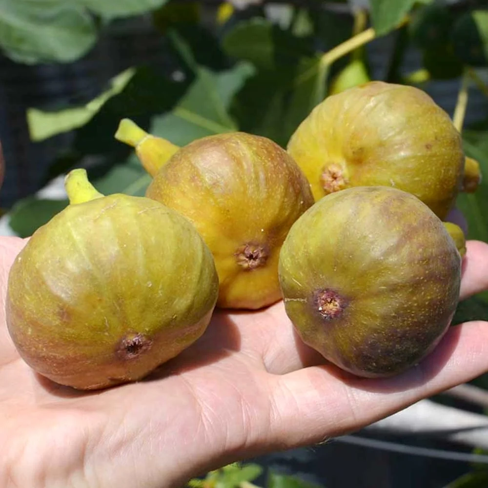 Smochin - Ficus carica 'Bornholm' (rezista la -30°C) (Bornholm's Diamond)