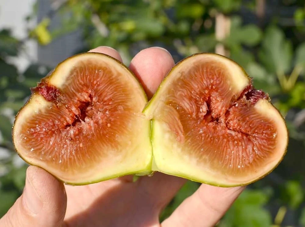 Smochin - Ficus carica 'Bornholm' (rezista la -30°C) (Bornholm's Diamond)
