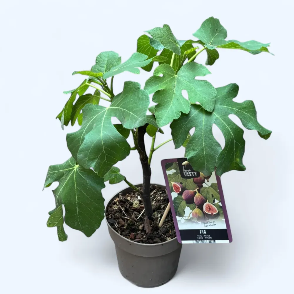 Smochin - Ficus carica 'Bornholm' (rezista la -30°C) (Bornholm's Diamond)