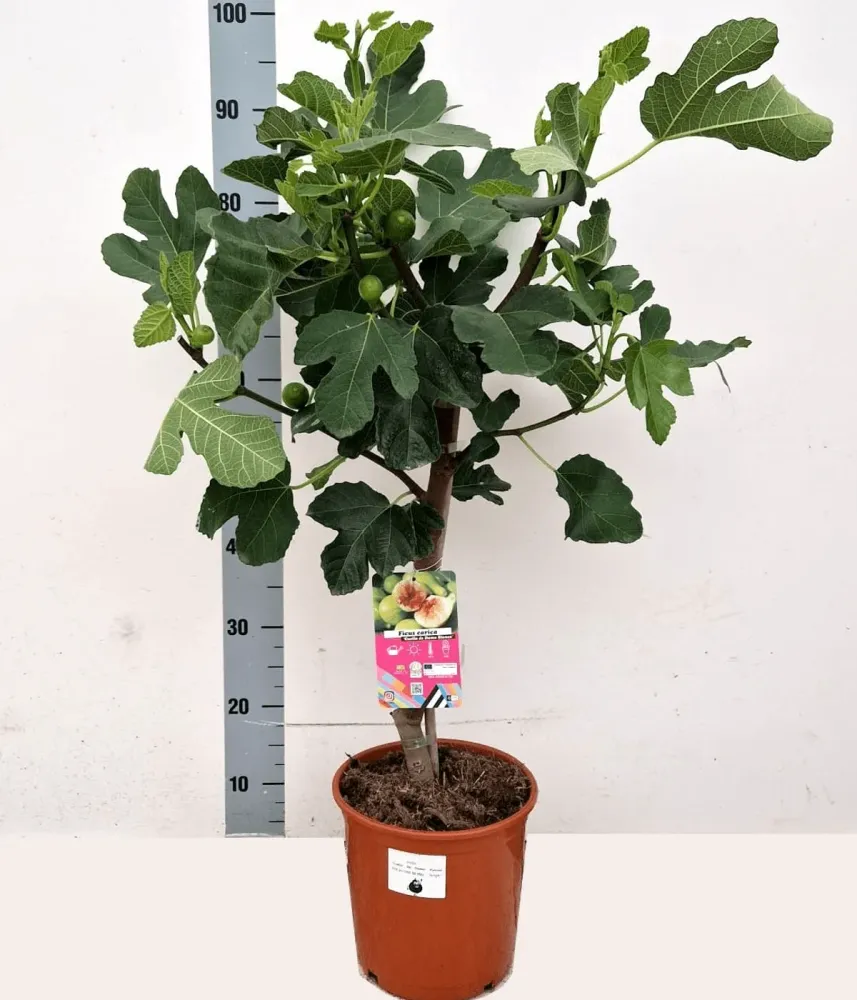Smochin - Ficus carica 'Cuello de Dama Blanca' (H100cm - pe picior)