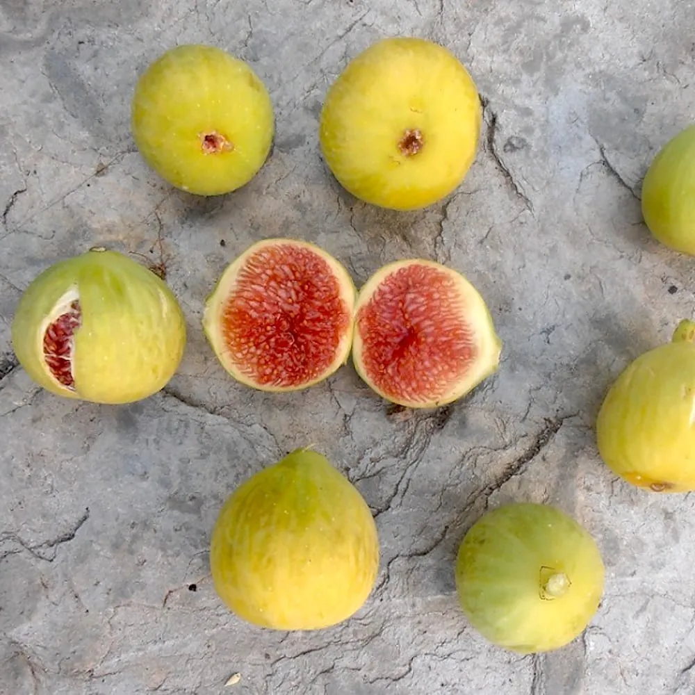 Smochin - Ficus carica 'Cuello de Dama Blanca' (H100cm - pe picior)
