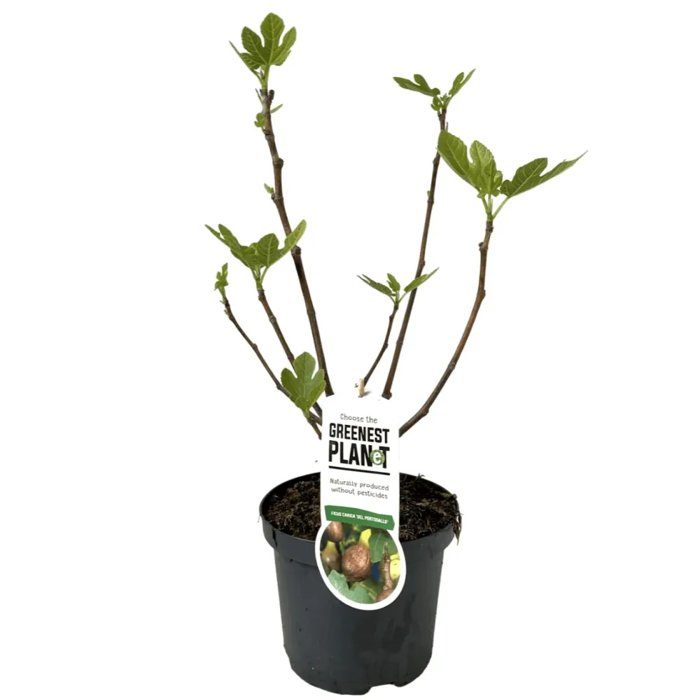 Smochin - Ficus carica 'Lungo Del Portogallo'