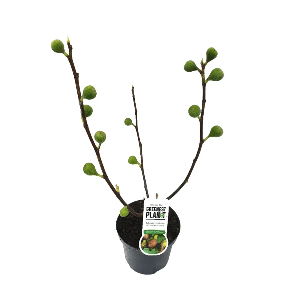Smochin - Ficus carica 'Lungo Del Portogallo'
