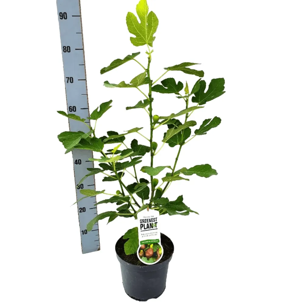 Smochin - Ficus carica 'Lungo Del Portogallo'