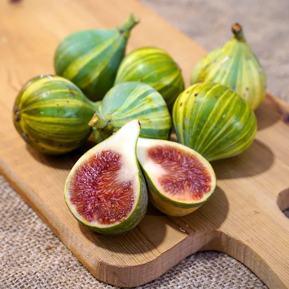 Smochin - Ficus carica 'Panache' (fructe variegate)
