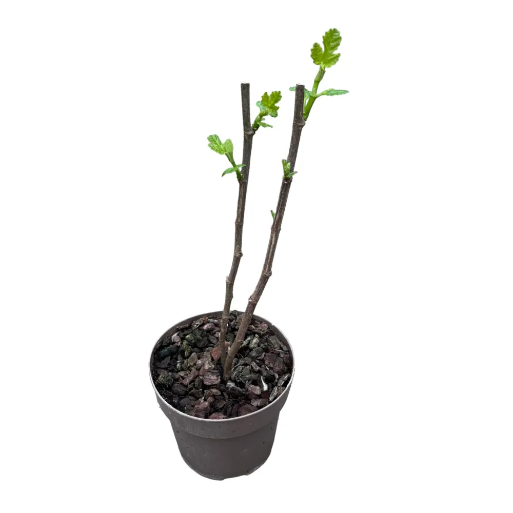 Smochin - Ficus carica 'Panache' (fructe variegate)