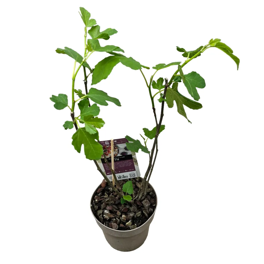 Smochin - Ficus carica 'Panache' (fructe variegate)