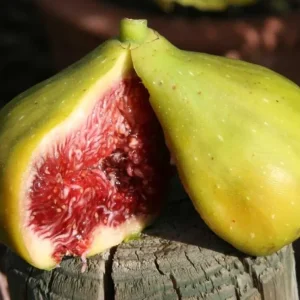 Smochin - Ficus carica 'Precose de Dalmatie'
