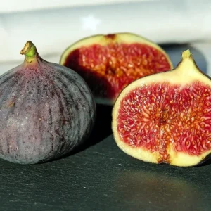 Smochin - Ficus carica 'Rouge De Bordeaux' (Pastiliere)