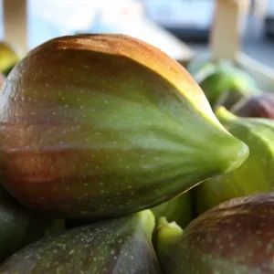 Smochin pe picior - Ficus carica ‘Domenico Tauro’ (Fiorone Nero) - 100 cm