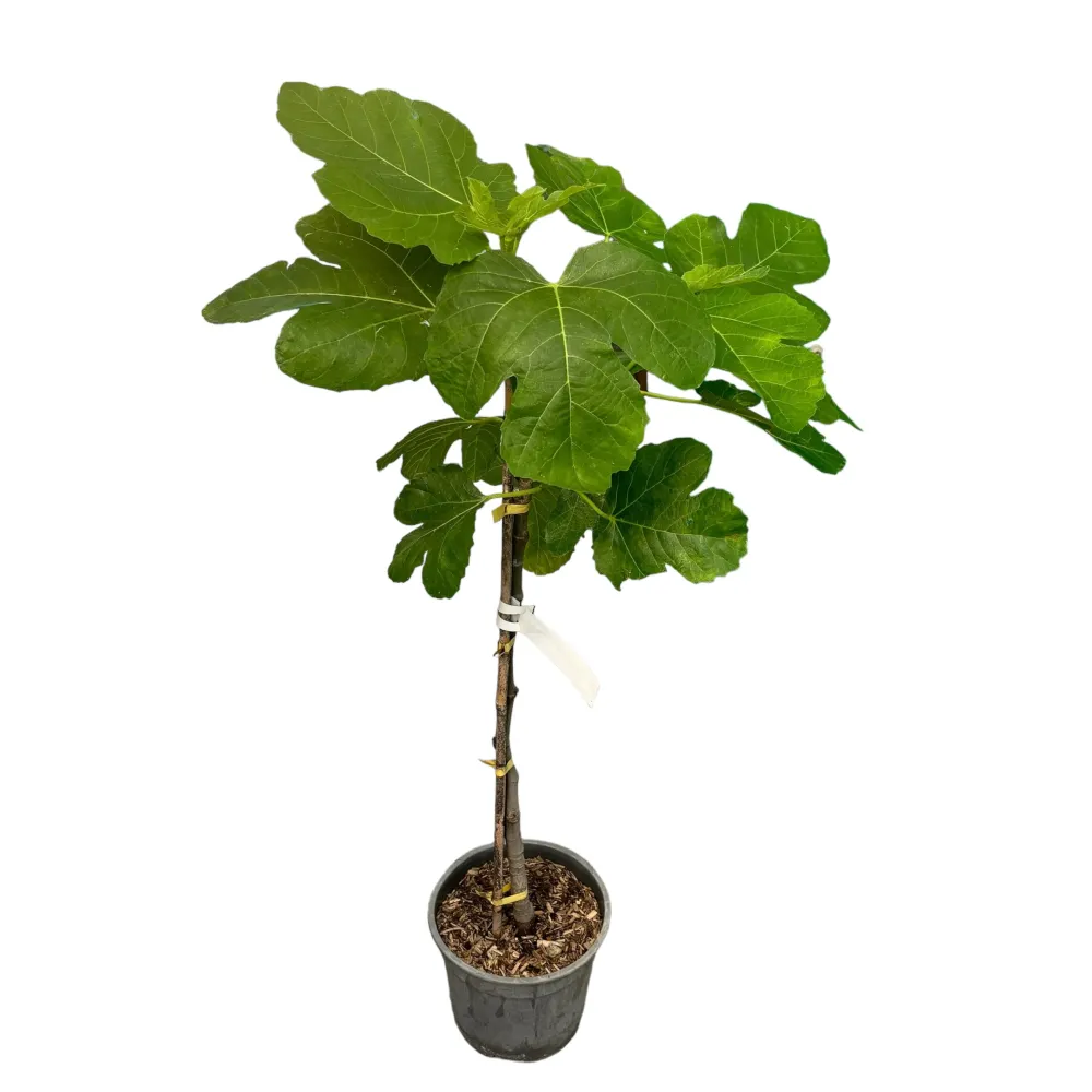 Smochin pe picior - Ficus carica ‘Fiorone’ (Fiorone Bianco) - 100 cm