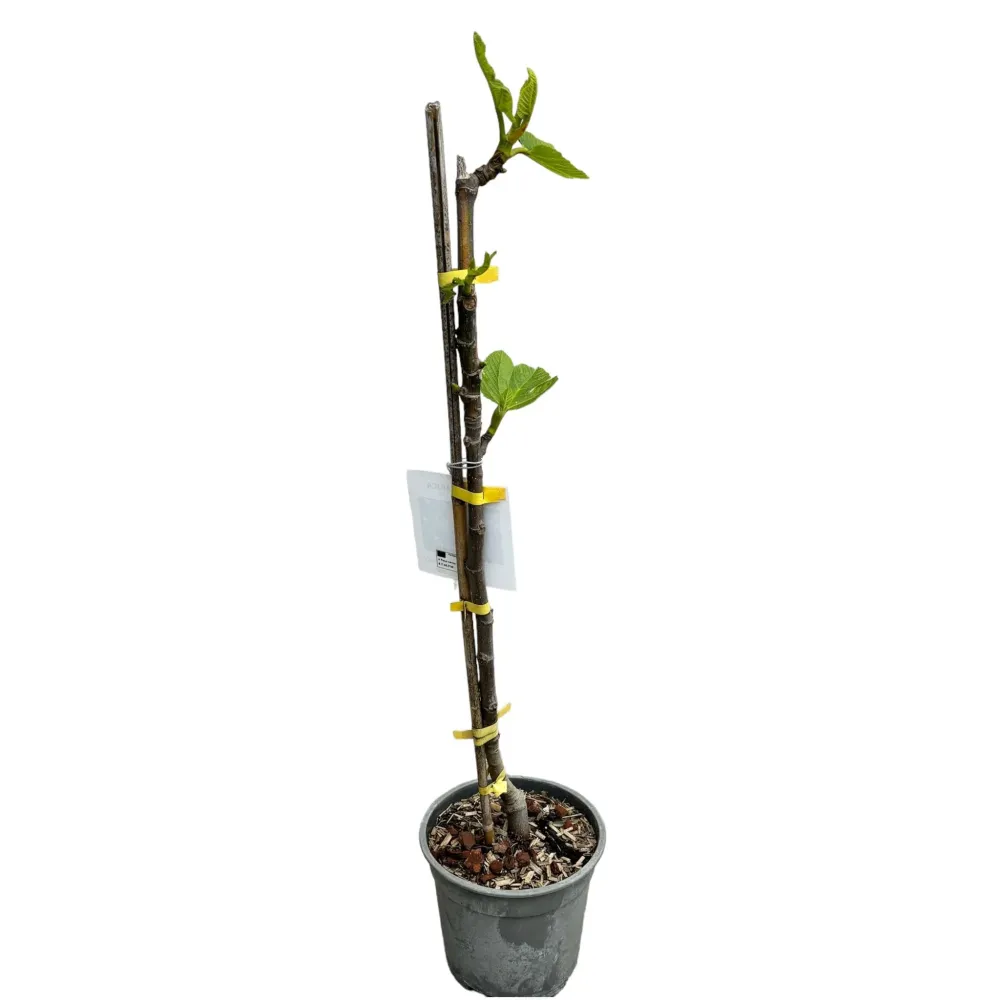 Smochin pe picior - Ficus carica ‘Fiorone’ (Fiorone Bianco) - 100 cm