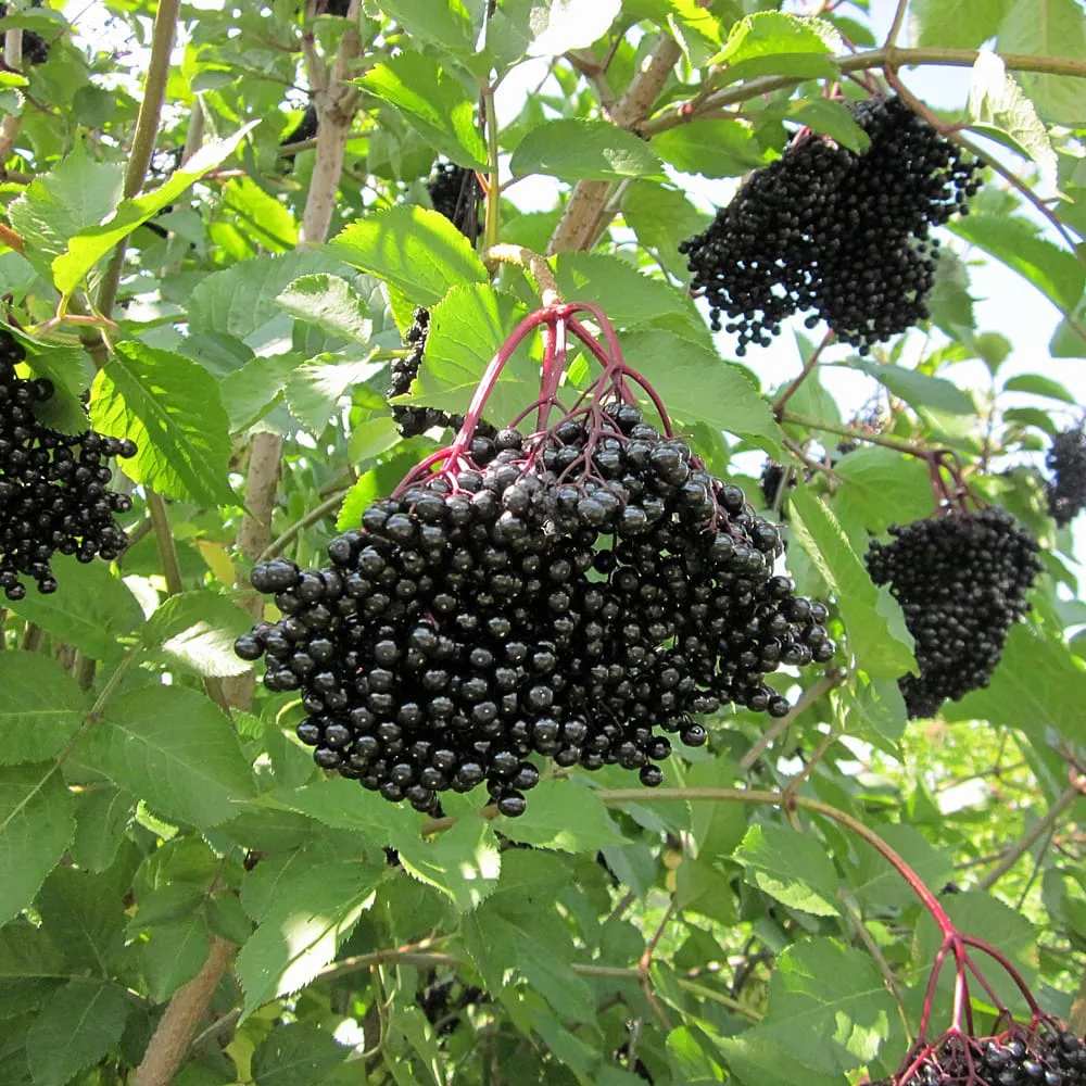 Soc negru productiv - Sambucus nigra 'Haidegg' D19