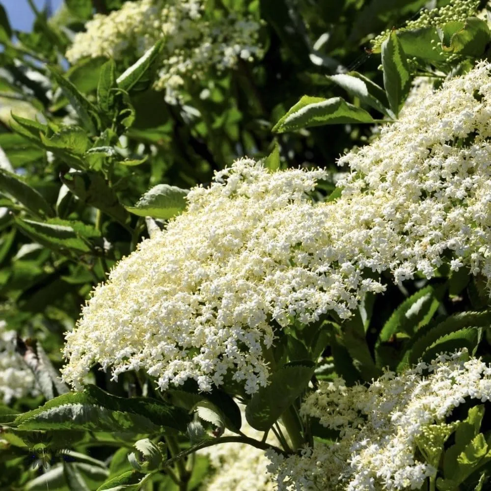 Soc negru productiv - Sambucus nigra 'Haschberg' D17