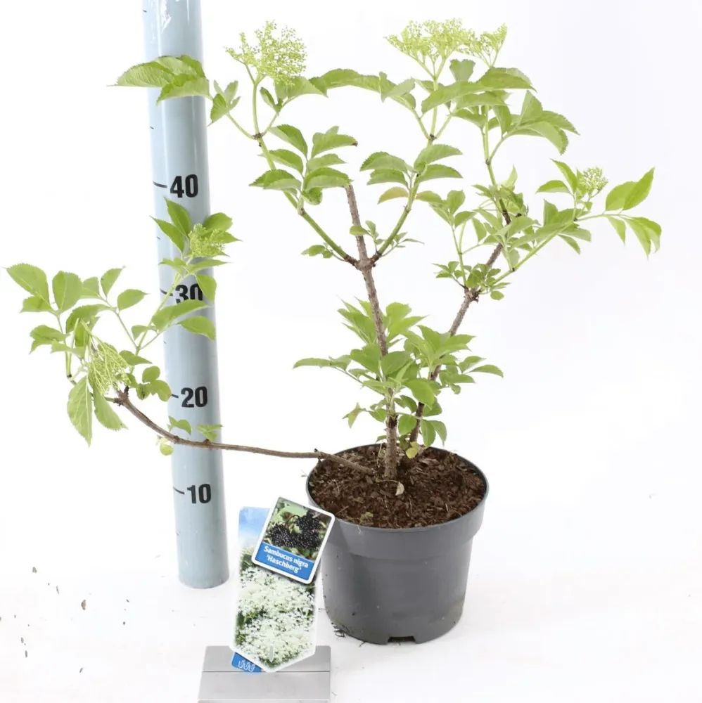 Soc negru productiv - Sambucus nigra 'Haschberg' D17