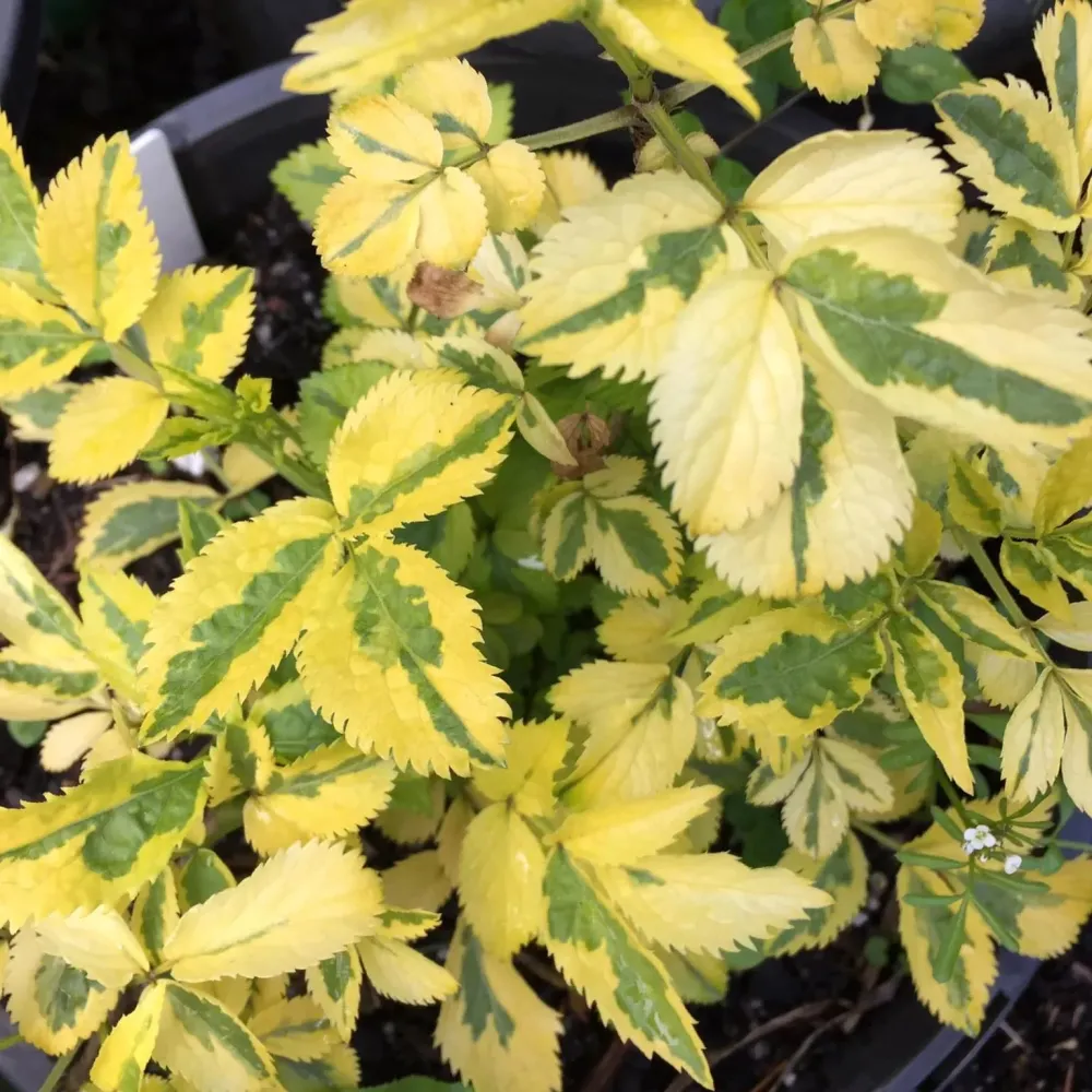 Soc variegat - Sambucus nigra 'Madonna' (comestibil)