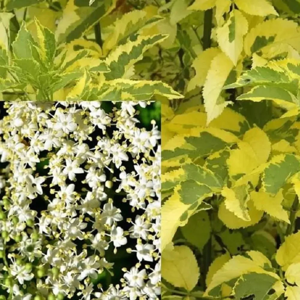 Soc variegat - Sambucus nigra 'Madonna' (comestibil)
