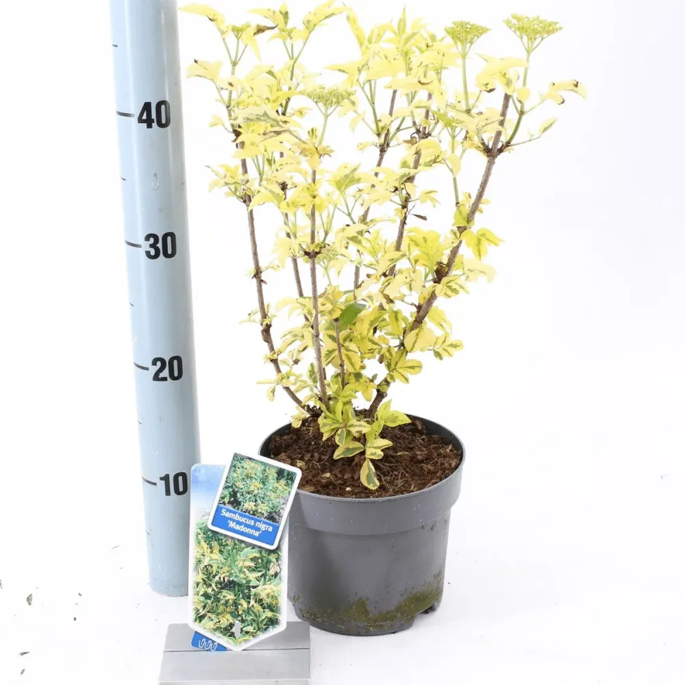 Soc variegat - Sambucus nigra 'Madonna' (comestibil)