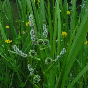 Sparganium erectum