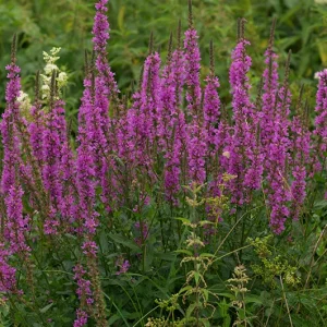STACHYS PALUSTRIS