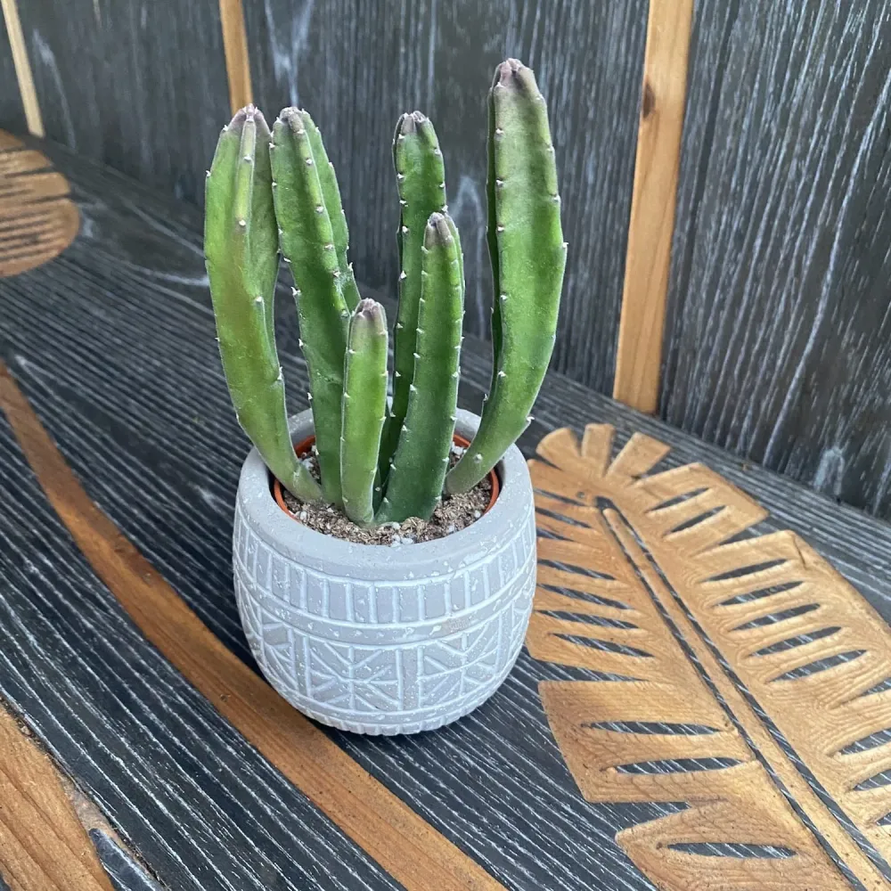 Stapelia grandiflora (steaua serifului)