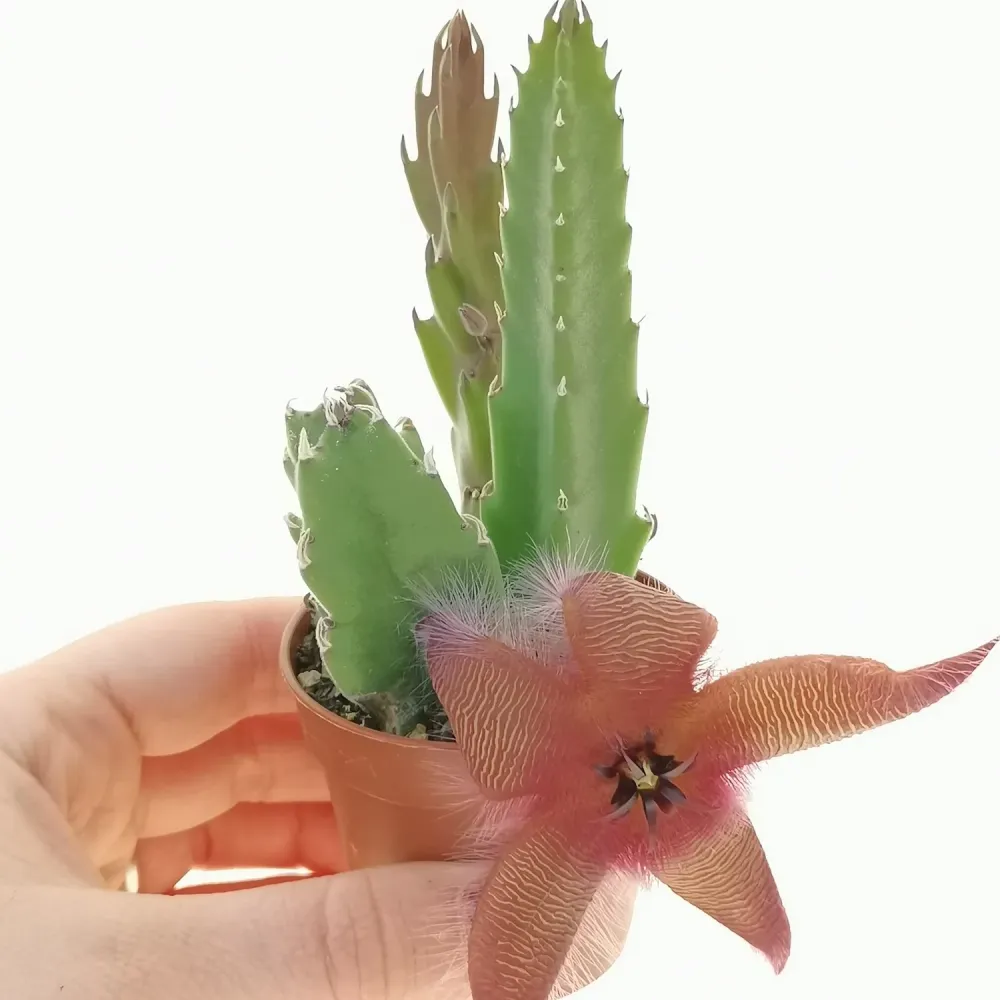 Stapelia grandiflora (steaua serifului)