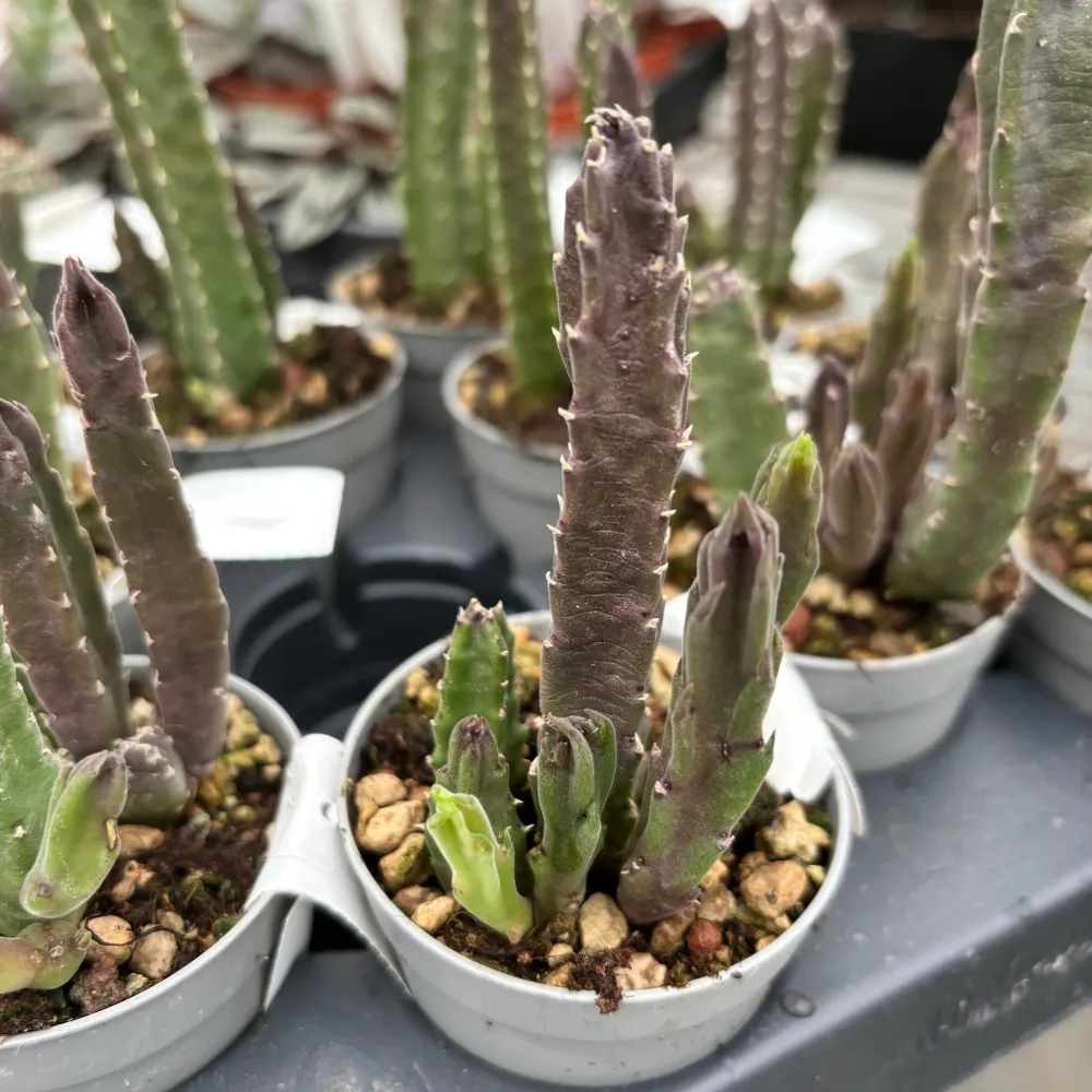 Stapelia Hirsuta (Steaua serifului)