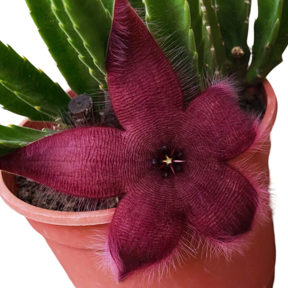 Stapelia Hirsuta (Steaua serifului)