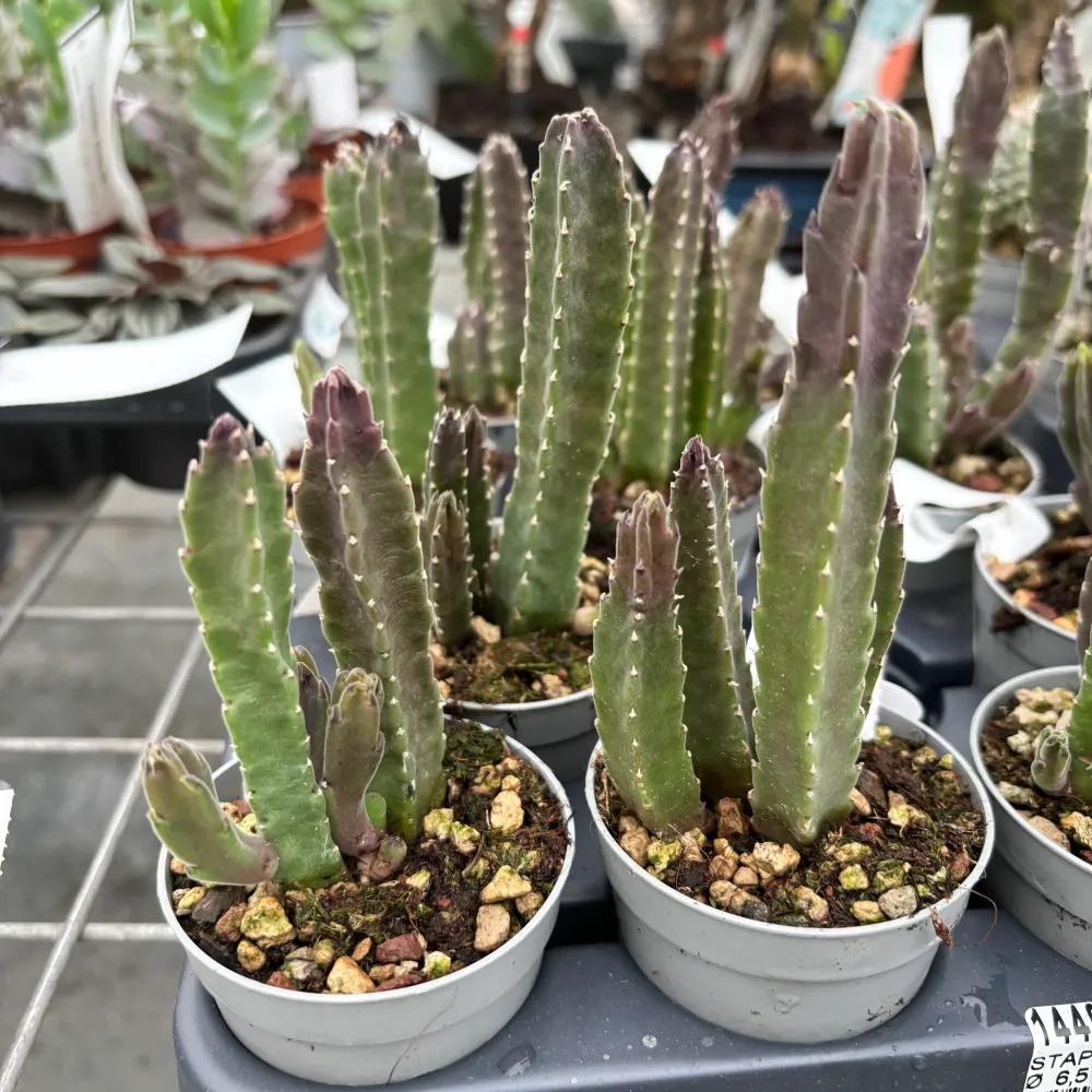Stapelia Hirsuta (Steaua serifului)