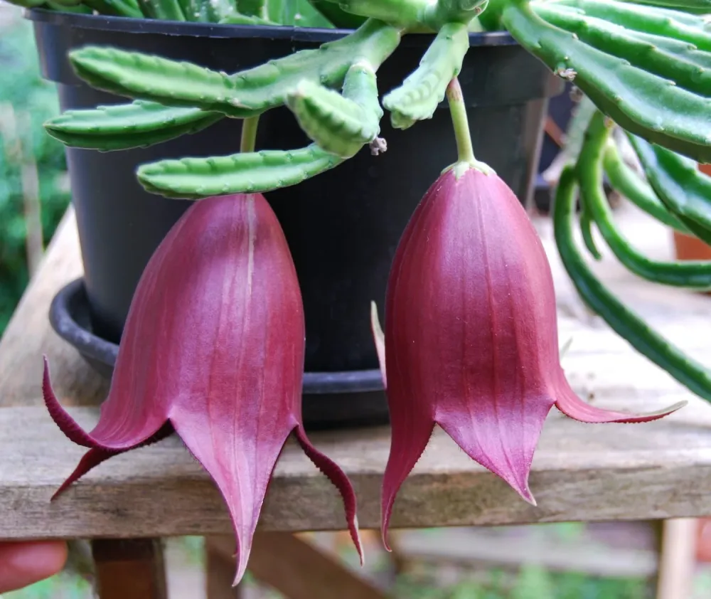 Stapelia leendertziae D8