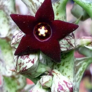 Stapelia orbea decaisneana - steaua serifului