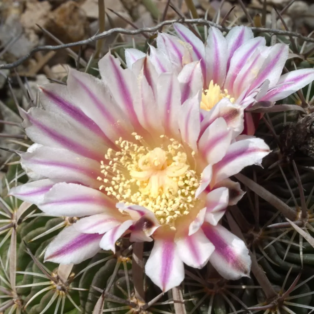 Stenocactus multicostatus ‘Lloydii’