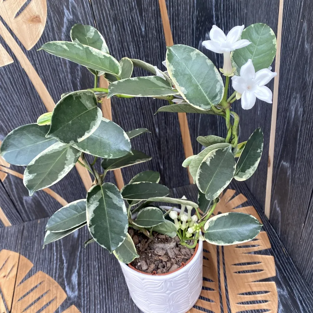 Stephanotis floribunda ‘Alpine’ (variegata) - Iasomia de Madagascar (parfumata)