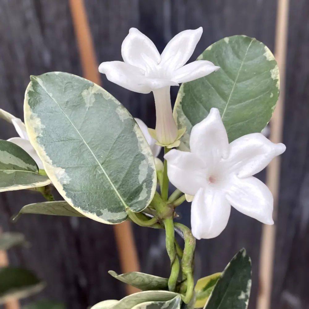 Stephanotis floribunda ‘Alpine’ (variegata) - Iasomia de Madagascar (parfumata)