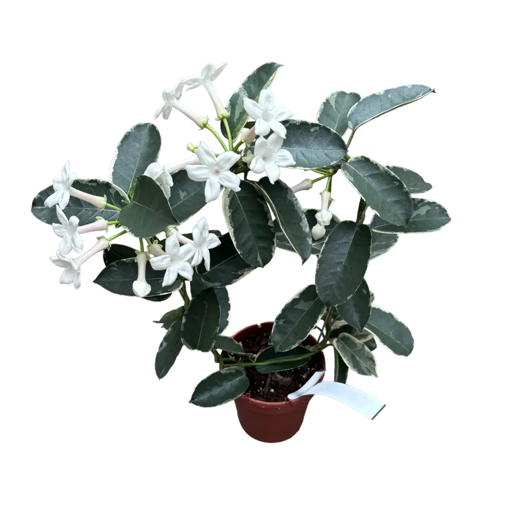 Stephanotis floribunda ‘Alpine’ (variegata) - Iasomia de Madagascar (parfumata)