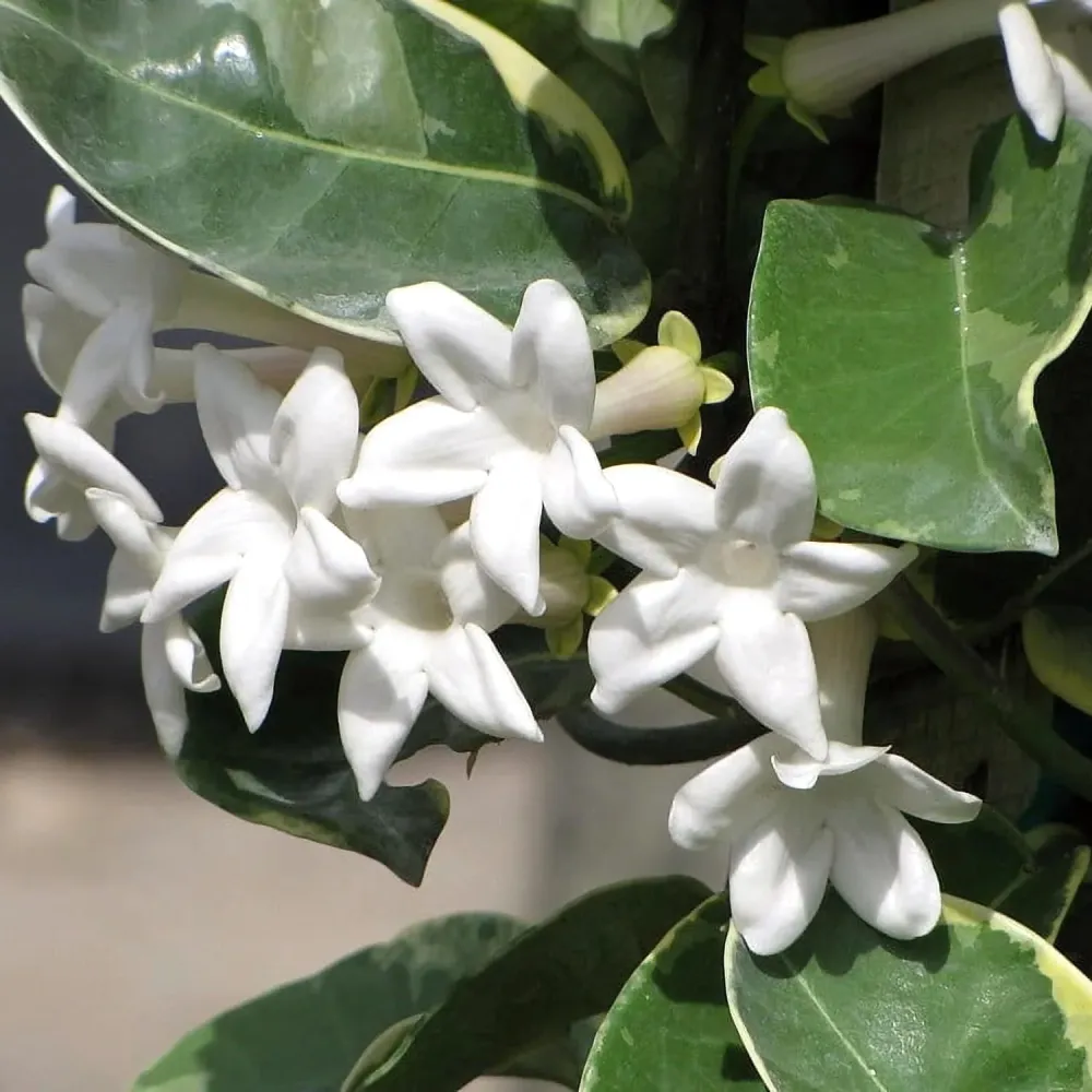 Stephanotis floribunda ‘Alpine’ (variegata) - Iasomia de Madagascar (parfumata)